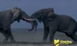 大象交配视频,揭秘自然界的浪漫交配奇观